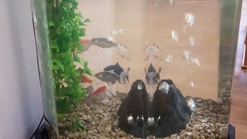 Warrington care home welcomes new life with aquarium